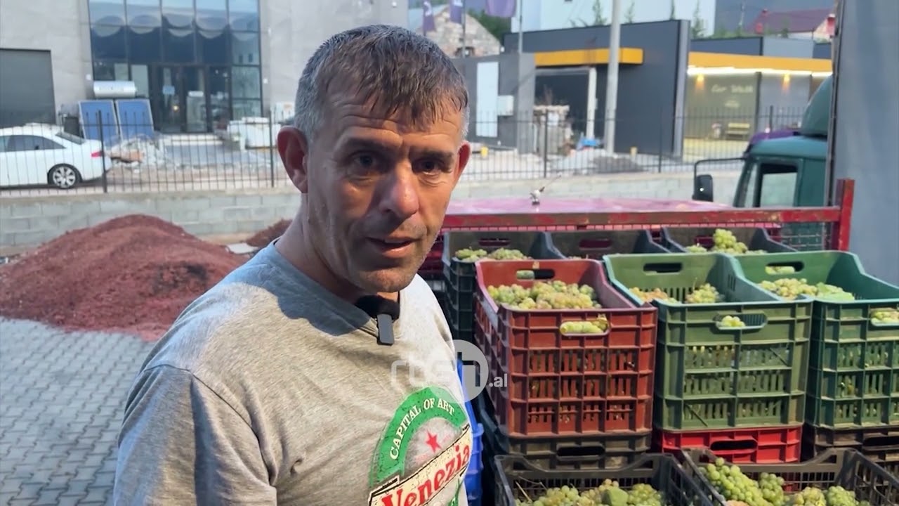 Sezon i mbarë për vreshtarinë, në Kukës pikat e grumbulllimit gati për përpunimin e rrushit
