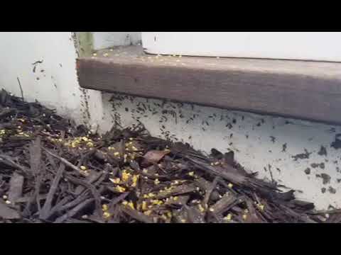 Pavement ants invade Asbury Park, NJ property