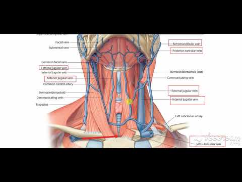 Anterior jugular vein