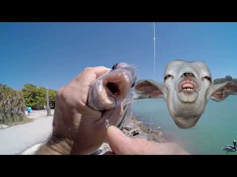 Catching Pompano Sheepshead Mangrove Snapper Fishing With Shrimp