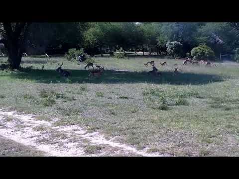 Djuma: Waterbucks and Impalas with a  nursing lamb - 15:29 - 12/02/2022