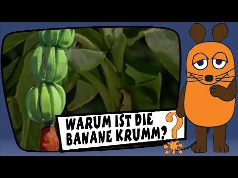 Warum ist die Banane krumm? - Sachgeschichten mit Armin Maiwald