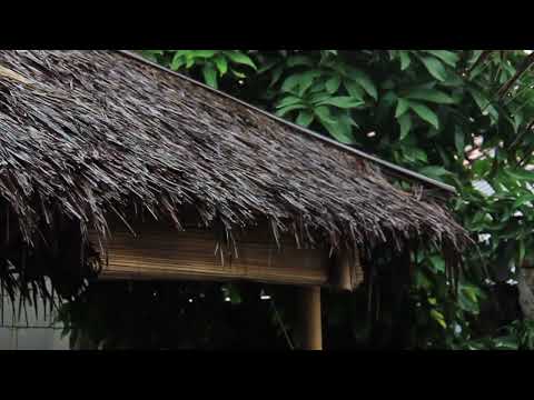 Pioggia Rilassante nella Foresta Nebbiosa per Dormire in 5 Minuti - Suoni di Pioggia e Temporale