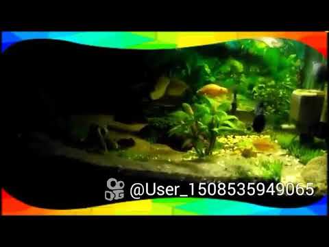 Aquascape abal abal