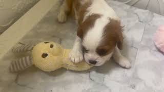 キャバリアの動画01