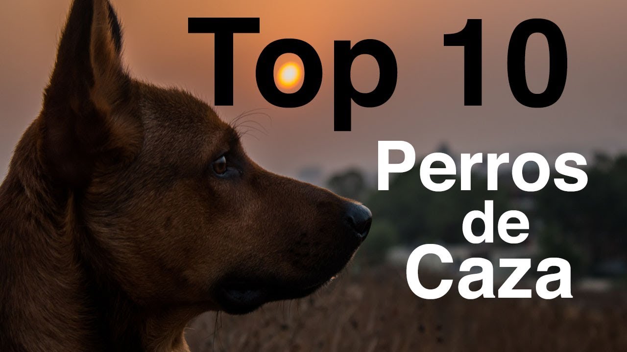 Los 10 Mejores Perros de Caza
