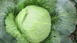 Капуста Слава 1305: отзывы, описание сорта, фото, видео, отзывы ...