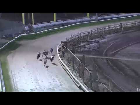 Brinkley s Poet at Stud Tashade