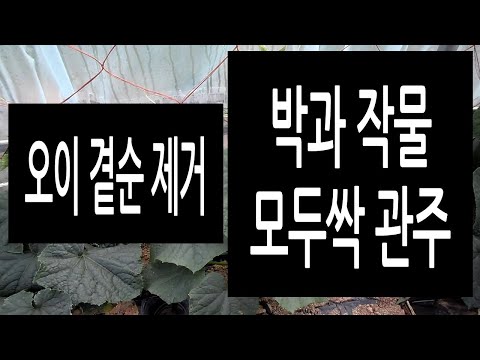 , title : 'Korean Kitchen-gardener 2106031--오이 곁순 제거 / 박과작물 모두싹 관주'