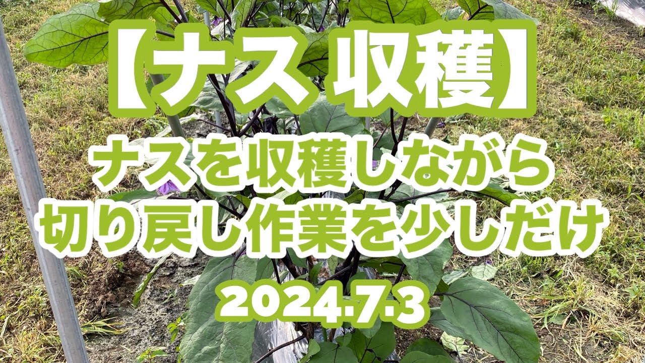 【ナス 収穫】ナスを収穫しながら切り戻し作業をちょっぴり 2024.7.3