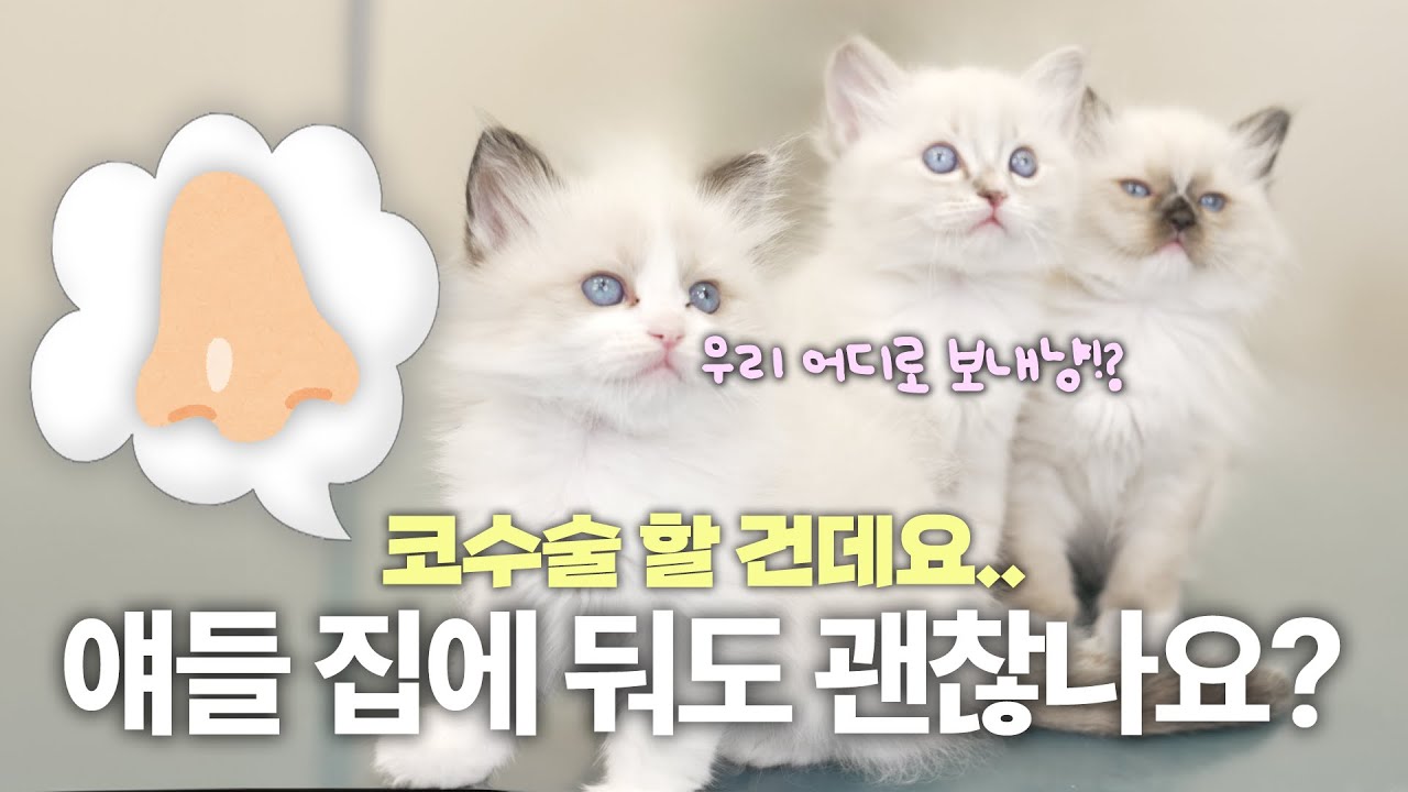 집사인 내가 코수술을 해도 되는걸까? ㅣ👃🏻니코내코 EP.26