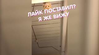 Самые смешные коты