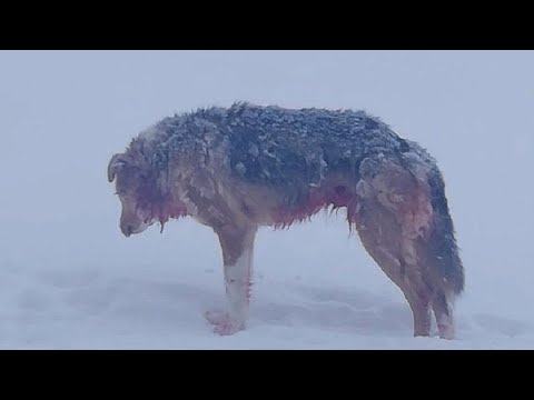 , title : 'Вот почему Волки так сильно ненавидят Собак !!!
