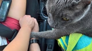 Heartbreaking Photo Shows Cat Grasping Owner's Hand On Last Ride to Vet