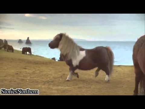 Purva Swanlake Refund-Funny cats videos Minute