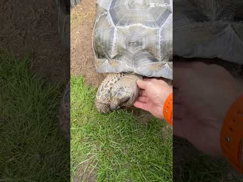 Slow, Strong & Savage – Tortoises, Elephants & Tigers Compilation