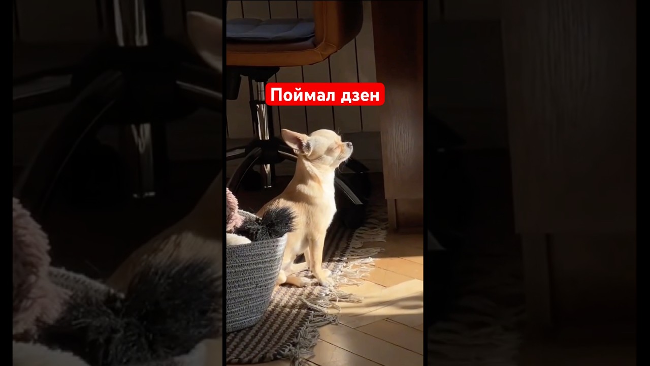 Поймал дзен