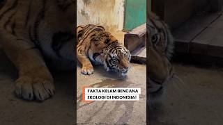 Download lagu 81 YEARS OF INDEPENDENCE! The Dark Reality of Indonesia's Extinct Wildlife! mp3