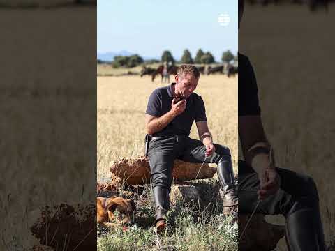 Trashumancia de ganado bravo desde Jaén hasta Teruel