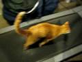 Rusty On The Treadmill