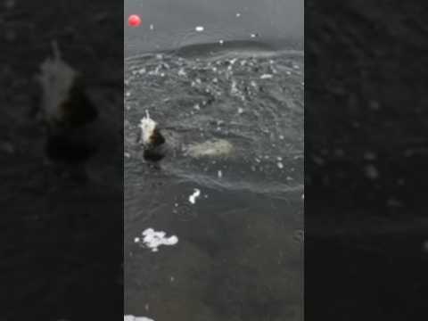 This Pike Was Hungry For Bass!! #pikefishing #pike #northernpike #crazy #fishinglife #fishingvideo