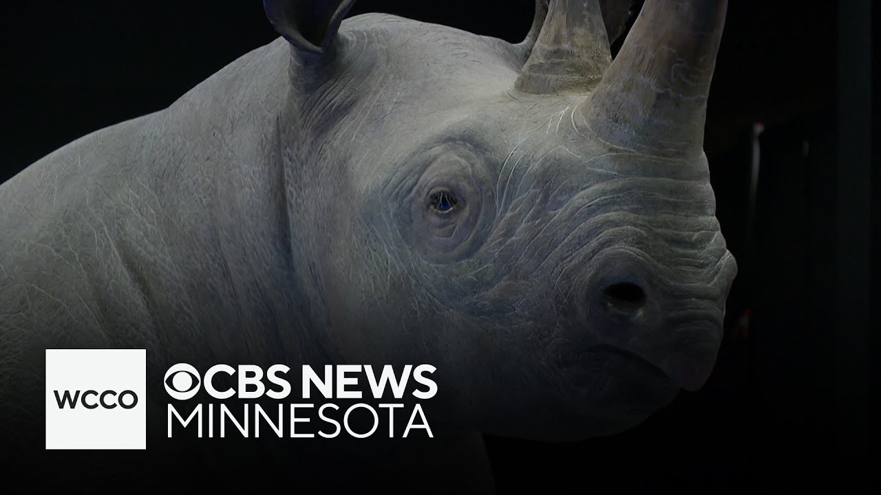 Skin Exhibit Explores Biology, Culture, and Identity at Science Museum of Minnesota