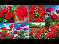 Beautiful Red Rose Picturs Rose Picture For Dp Rose WhatsApp DP ️
