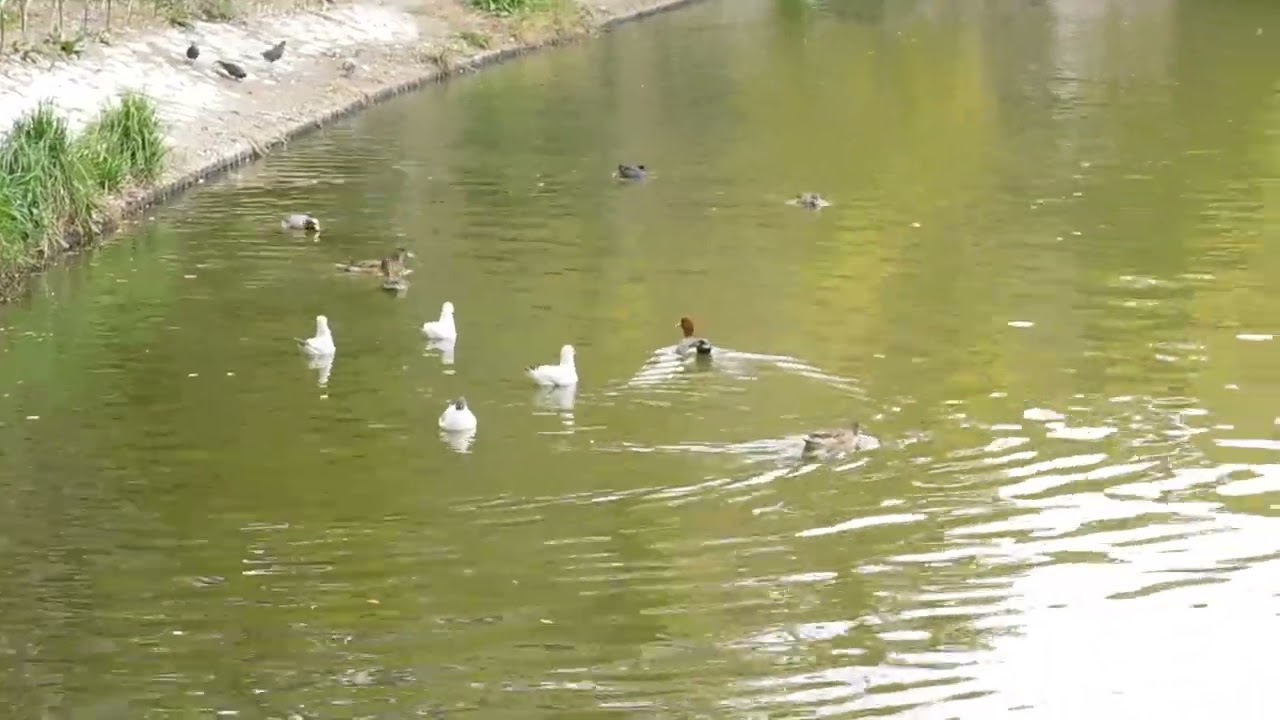 明石公園　黒頭巾のユリカモメ