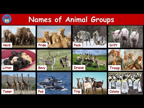 Animal Group Name | Collective noun for animals | Animal groups | Group of Animals | ANIMAL GROUPS