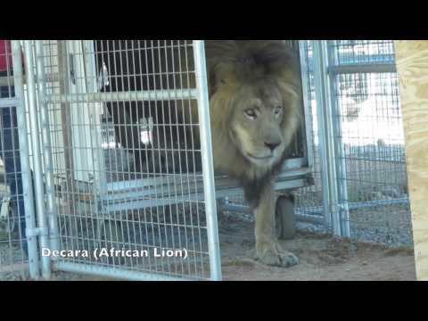 Help Rescued Big Cats in Arizona