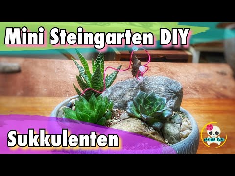 DIY - Sukkulenten bepflanzte Schale | Sukkulenten Mini Landschaft | Zimmer Sukkulenten