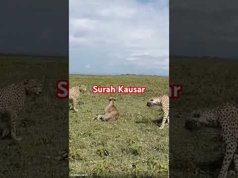 surah Kausar #shortsfeed #nature #foryou #beautiful #ytshort #ytviral #youtubeshorts #animals #birds