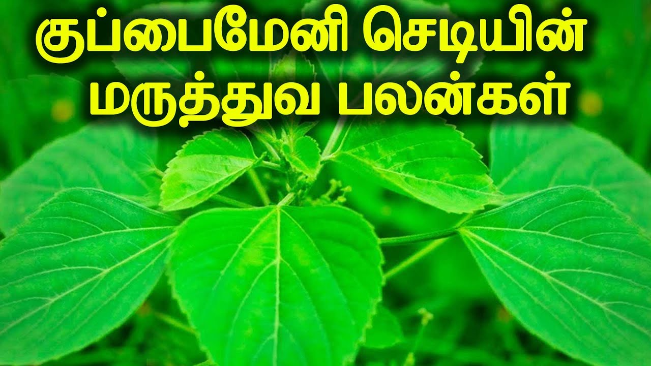 குப்பைமேனியின் முக்கிய மருத்துவ பயன்கள் | Kuppaimeni Medicinal Use & Health Benefits | DheivamTV