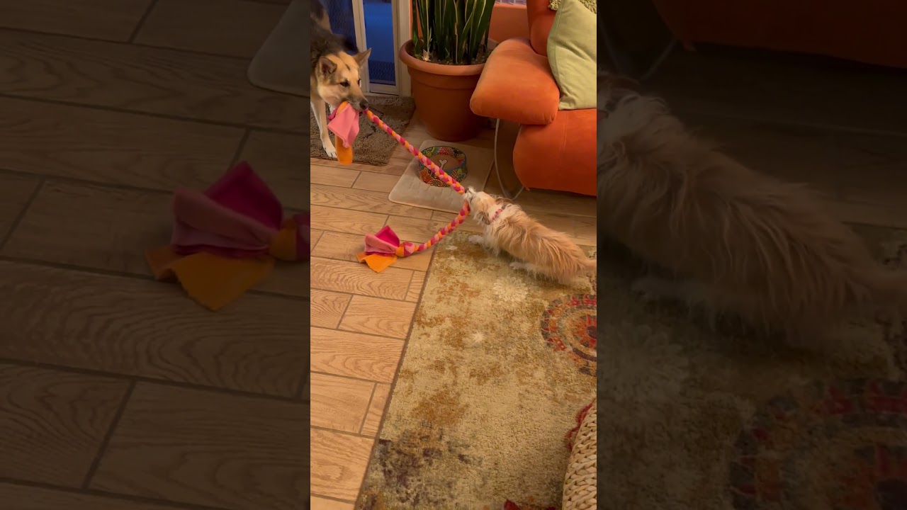 Enlarge Sidney, a Adoptable Mixed Breed in Pacific Grove, CA video 6/6