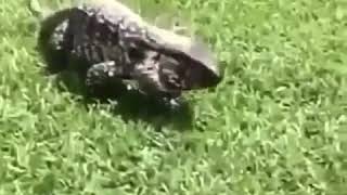 Download lagu video biawak bikin kaget mp3