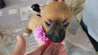 Video preview image #1 Cairn Terrier Puppy For Sale in Bandera, TX, USA