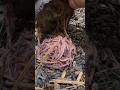 Passive Way To Gather Your Composting Worms Wormfarm Wormbin Vermicompost Composting Compost