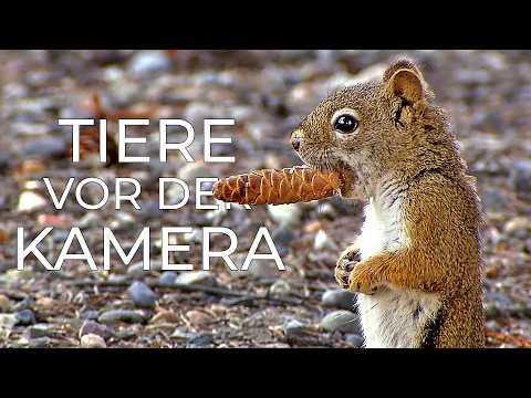 Free Documentary - Nature Deutsch and Free Documentary - Deutsch