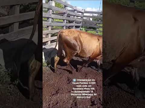 29 Vacas Paridas: 3.900 reais cada em Severiano Melo/ RN. Acompanham 16 Bezerros. ZAP 84 99810 2784
