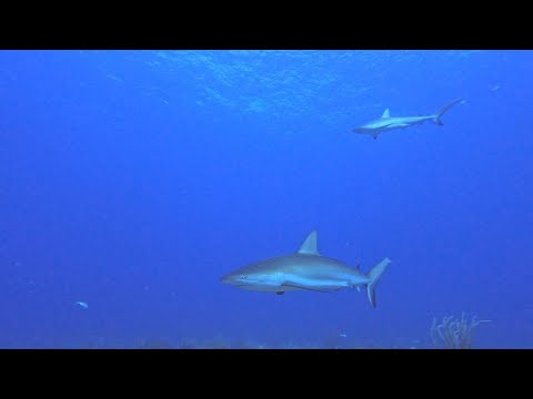 Best Scuba Diving In Puerto Rico