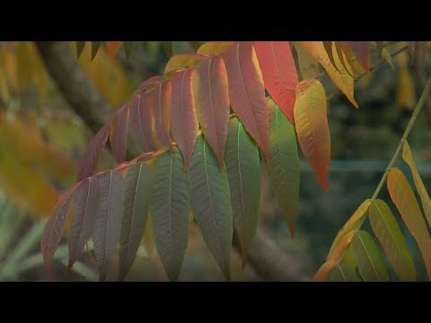 Comprendre les saisons : l'automne - Truffaut