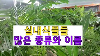 화원에 있는 많은 실내식물 종류와 이름(많은 도움되실꺼에요)
