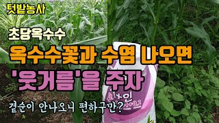 텃밭농사 옥수수 이삭거름주는시기와 방법 옥수수 웃거름 꼭 줘야하는 이유 옥수수비료 초당옥수수 재배방법