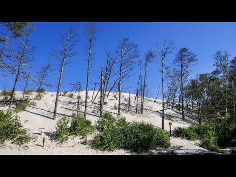 In der „Polnischen Sahara“ – eine der größten Wanderdünen in Europa