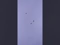 Sky Riders ആകാശത്തിലെ പറവകൾ