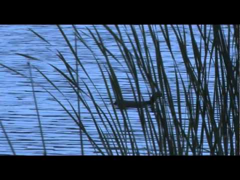 Frank Rennicke Der Väter Land