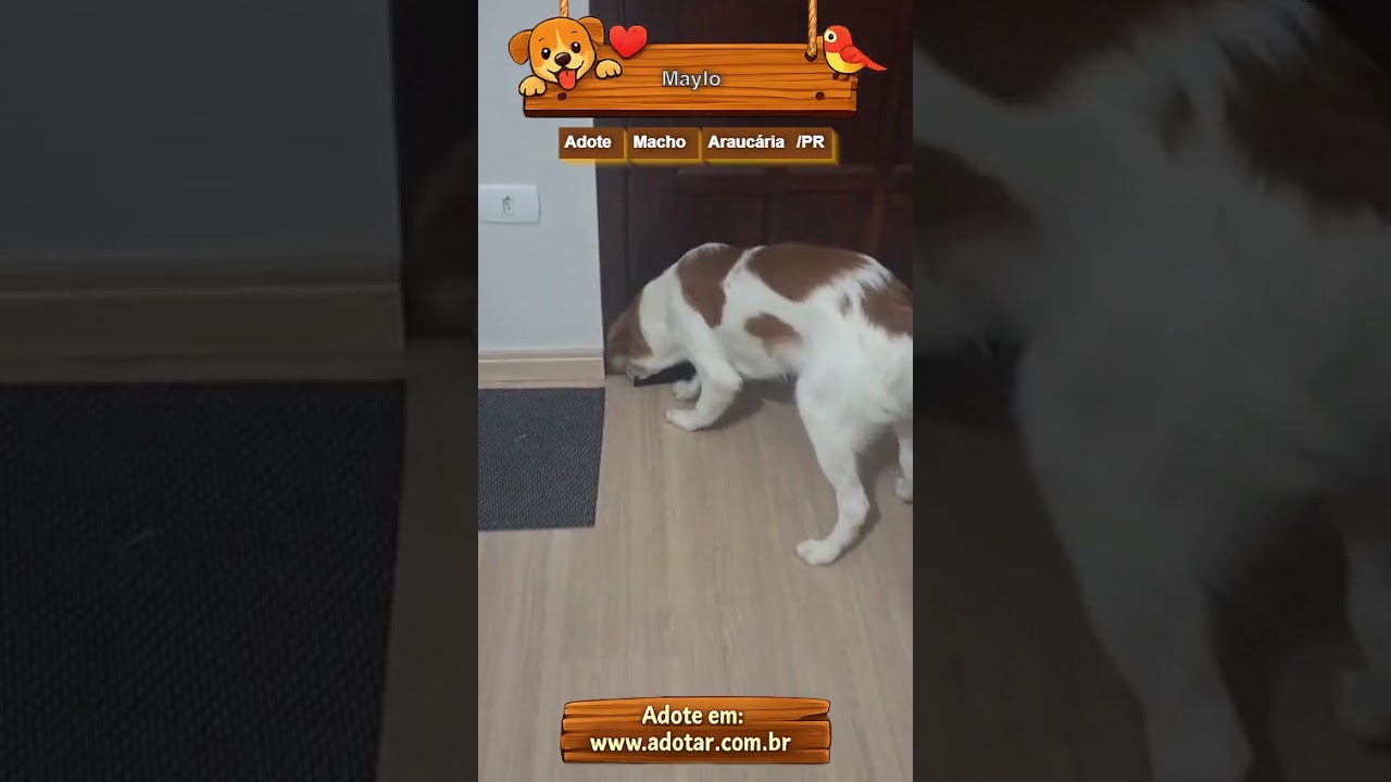 Cachorro raça SRD-ViraLata idade 1 ano nome Maylo