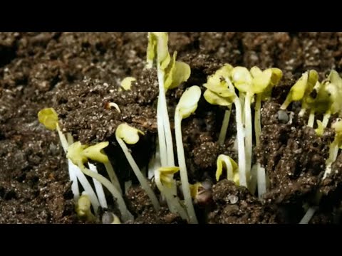 DSV - Innovation for your growth