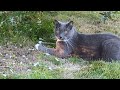 Grey Tuxedo Cat Goes On His Daily Walk And Plays