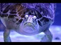 Charlotte The Sea Turtle Mystic Aquarium